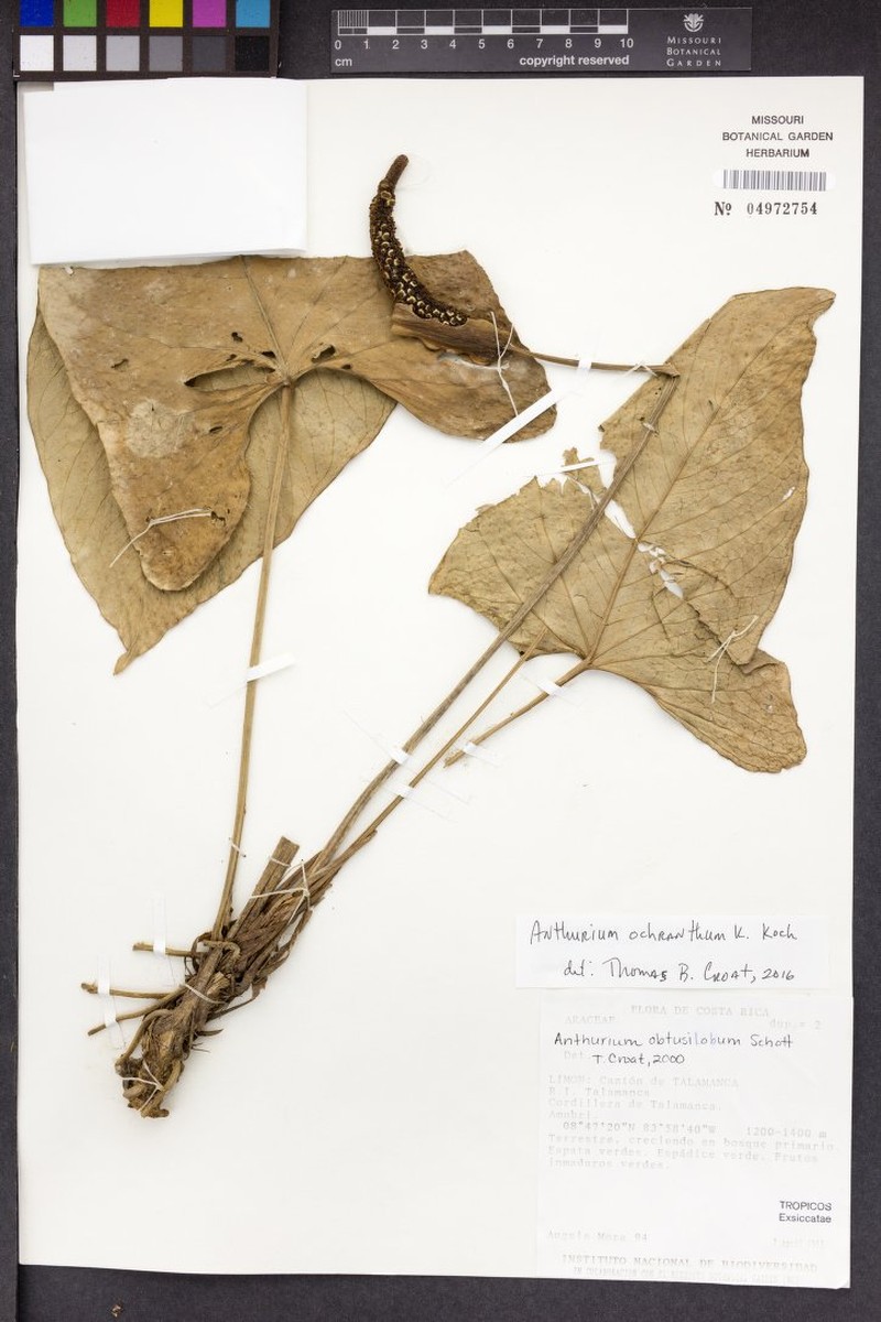 Anthurium angelamorae