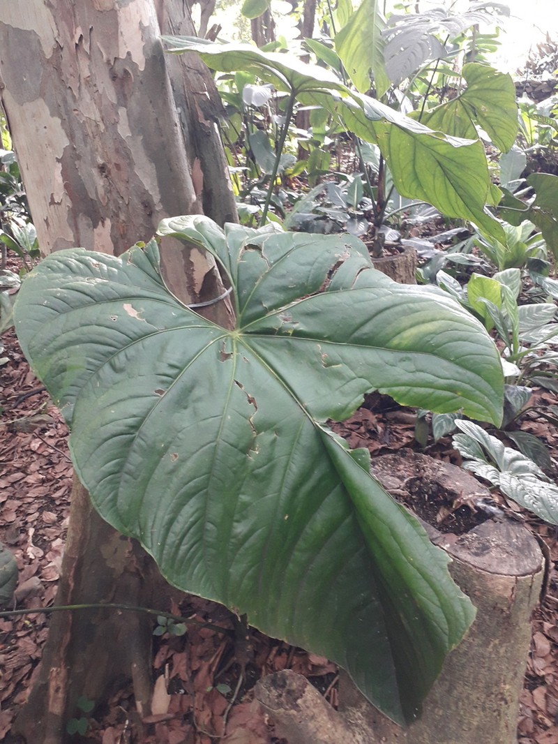 Anthurium angelopolisense