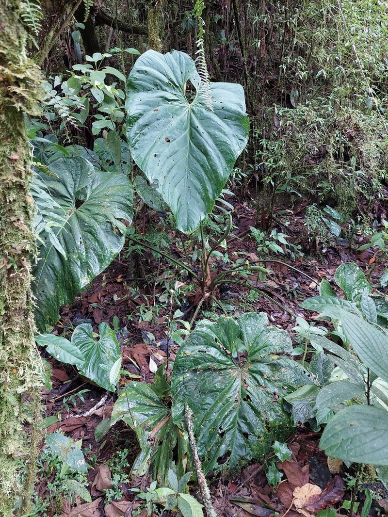 Anthurium angelopolisense photo 3