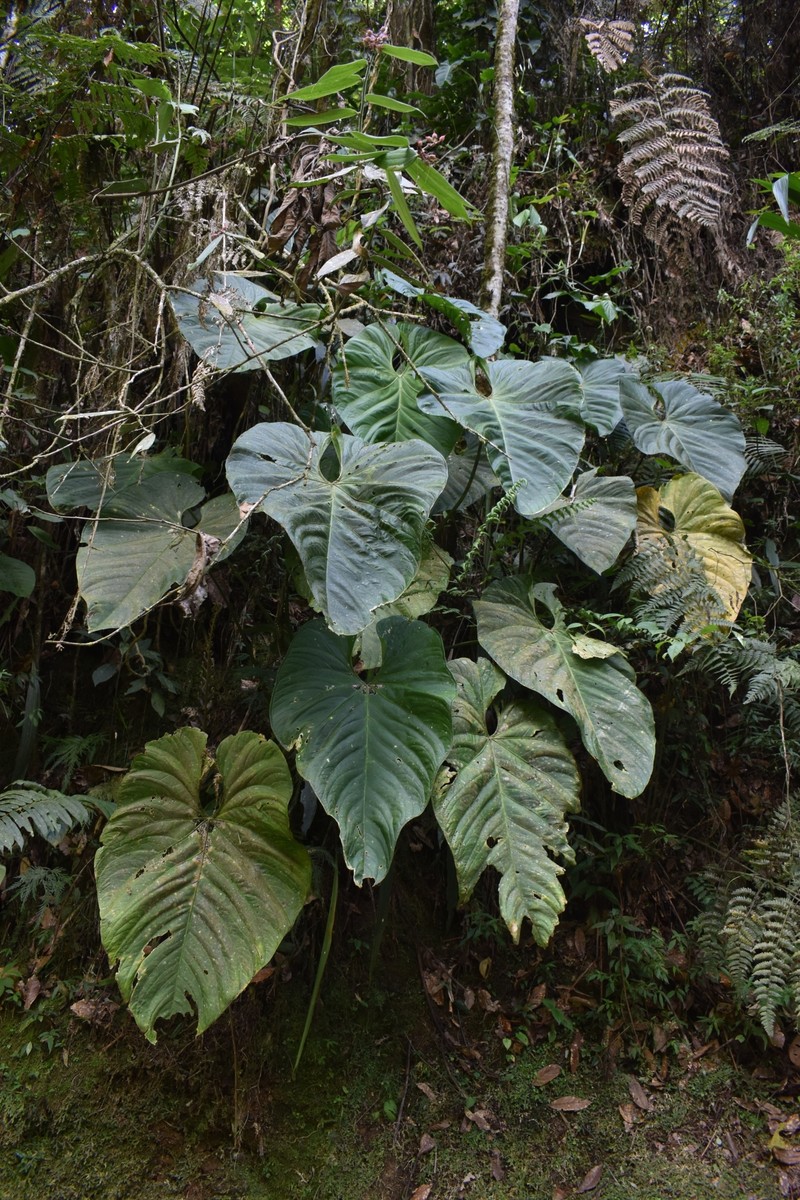 Anthurium angelopolisense photo 6