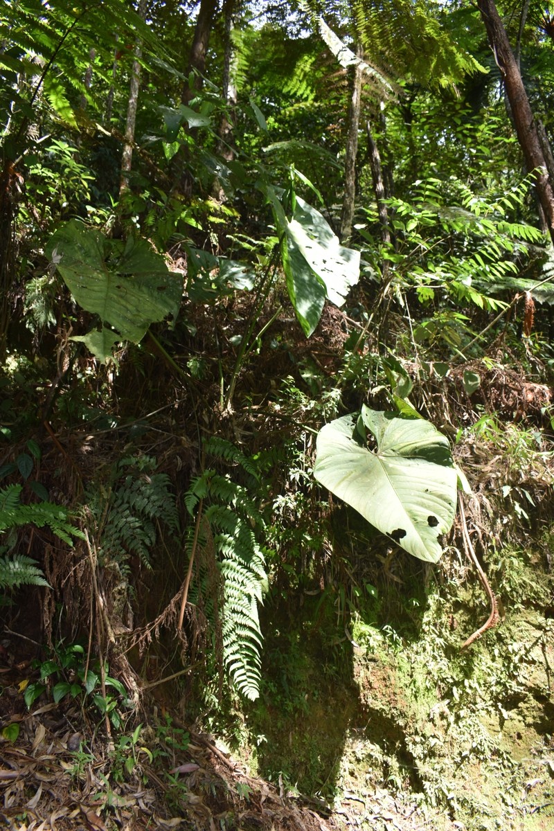 Anthurium angelopolisense photo 7