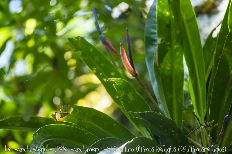 Anthurium angustifolium