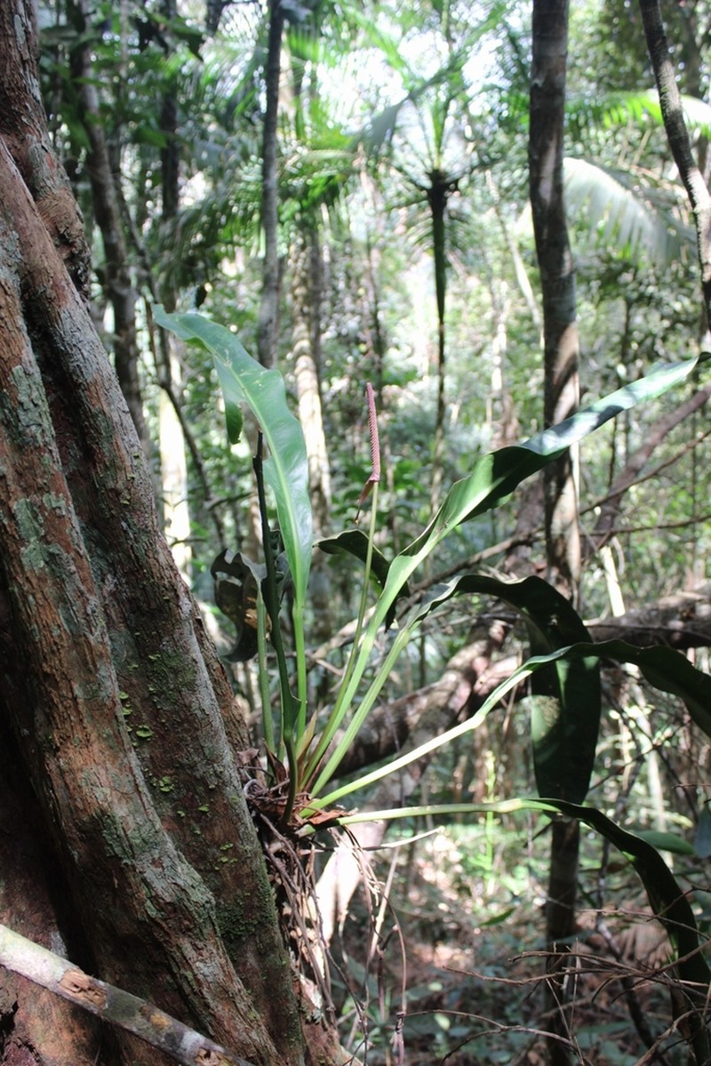 Anthurium angustifolium photo 2