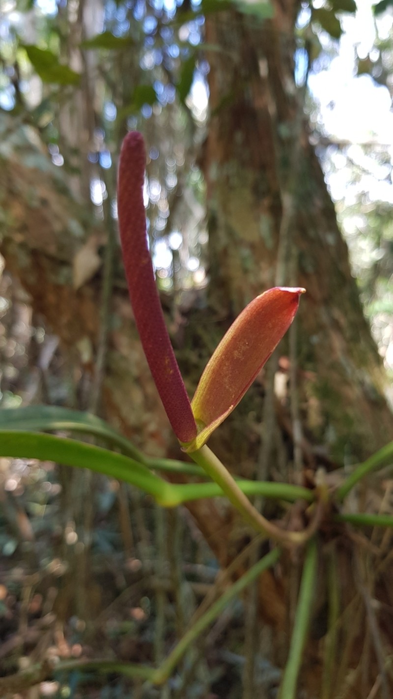 Anthurium angustifolium photo 3