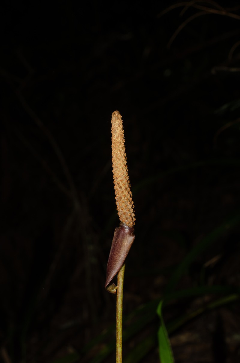 Anthurium angustifolium photo 4