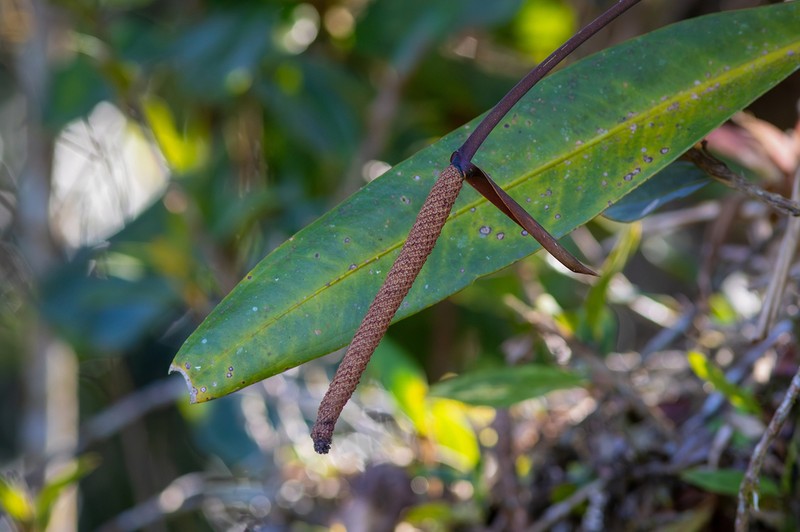 Anthurium angustifolium photo 5
