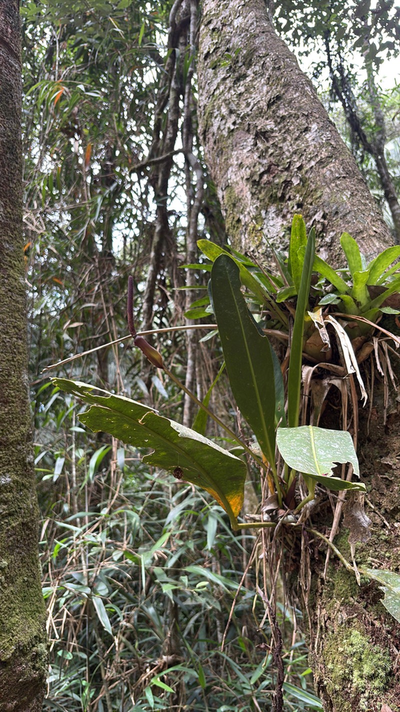 Anthurium angustifolium photo 6
