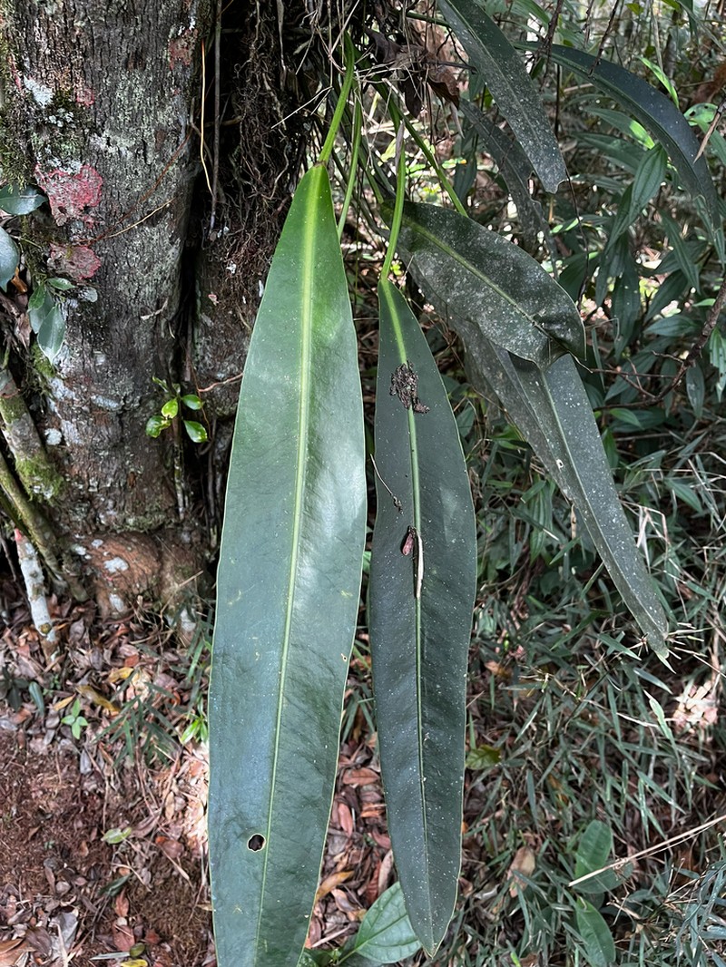 Anthurium angustifolium photo 7