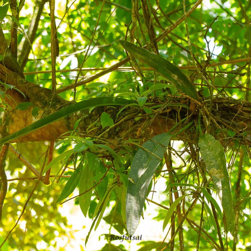 Anthurium angustifolium photo 8
