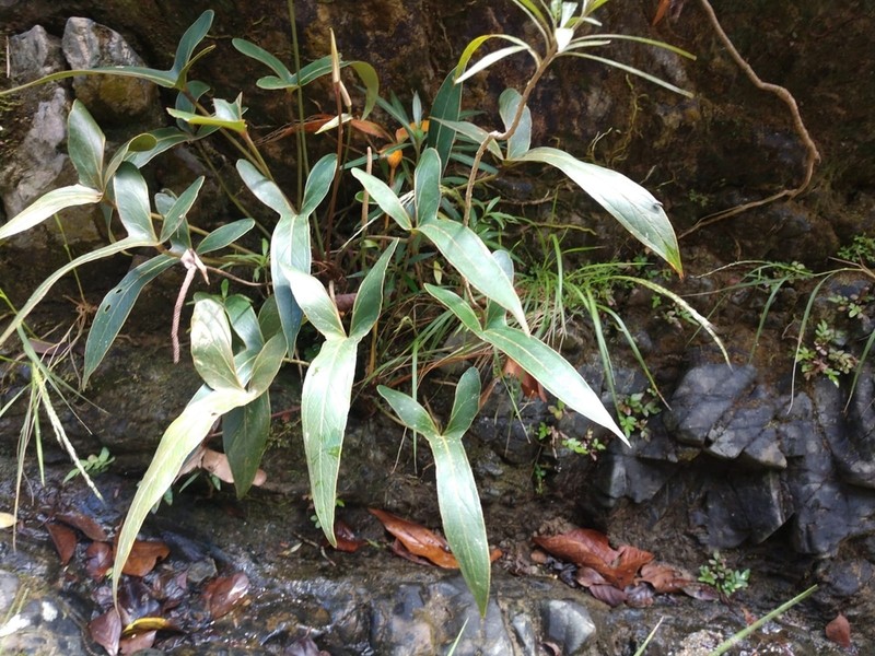 Anthurium angustilobum photo 2