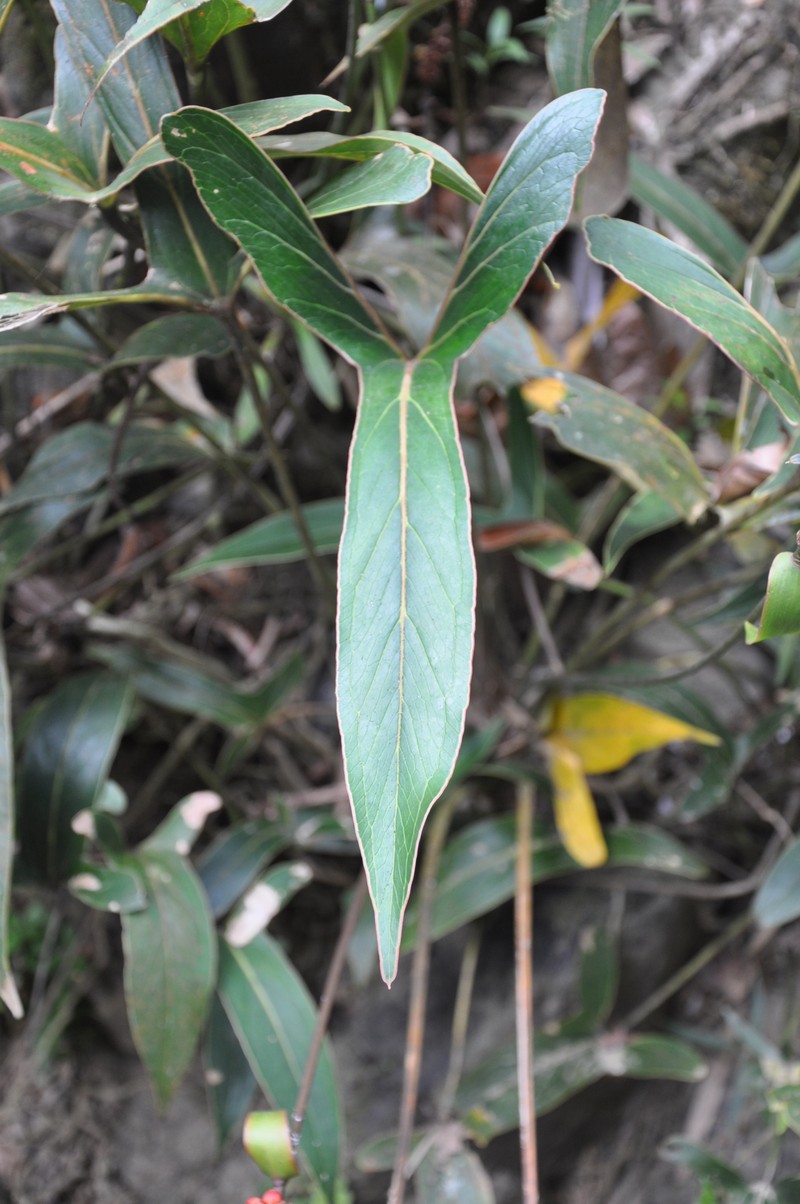 Anthurium angustilobum photo 3
