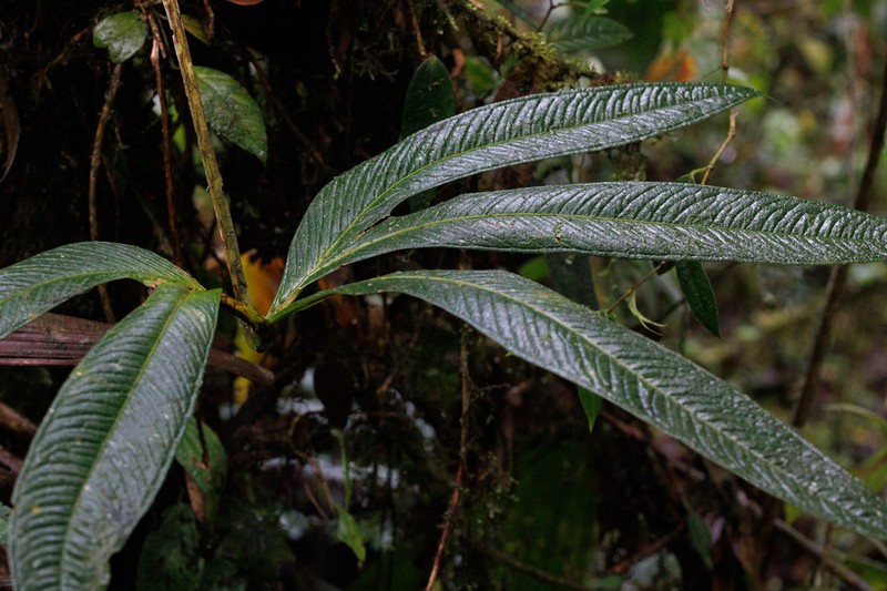 Anthurium angustisectum