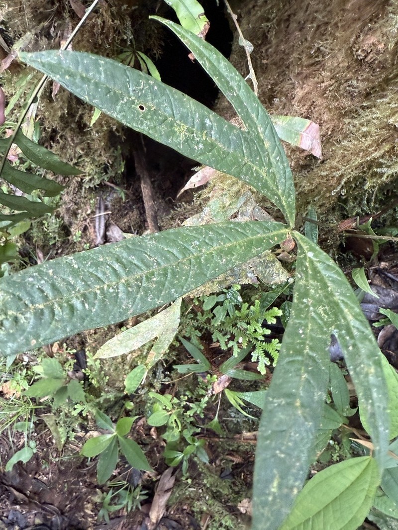 Anthurium angustisectum photo 2