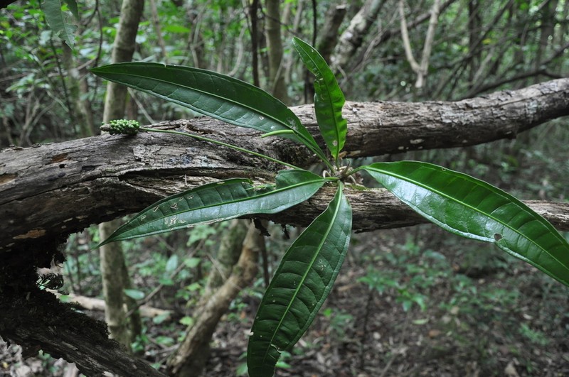 Anthurium angustispadix