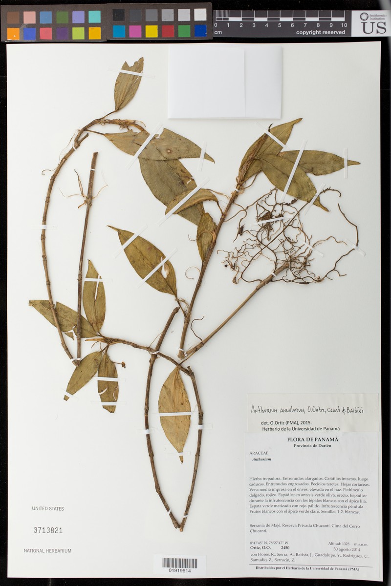 Anthurium annularum