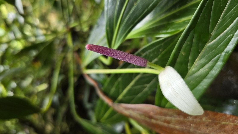 Anthurium antioquiense