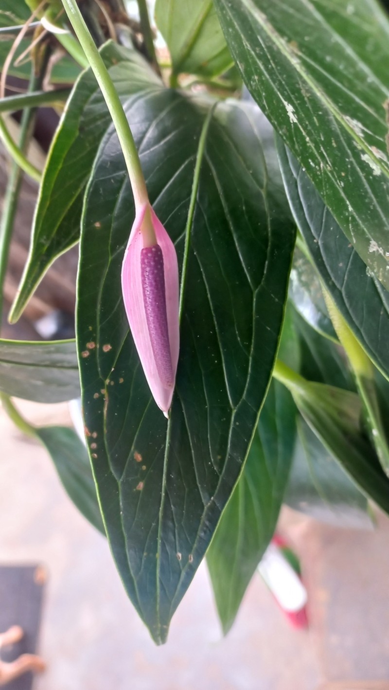 Anthurium antioquiense photo 2