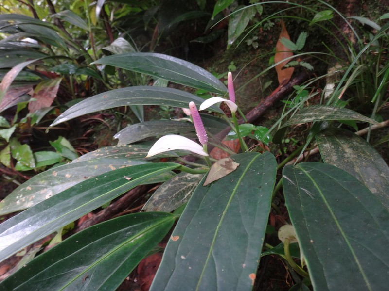 Anthurium antioquiense photo 3