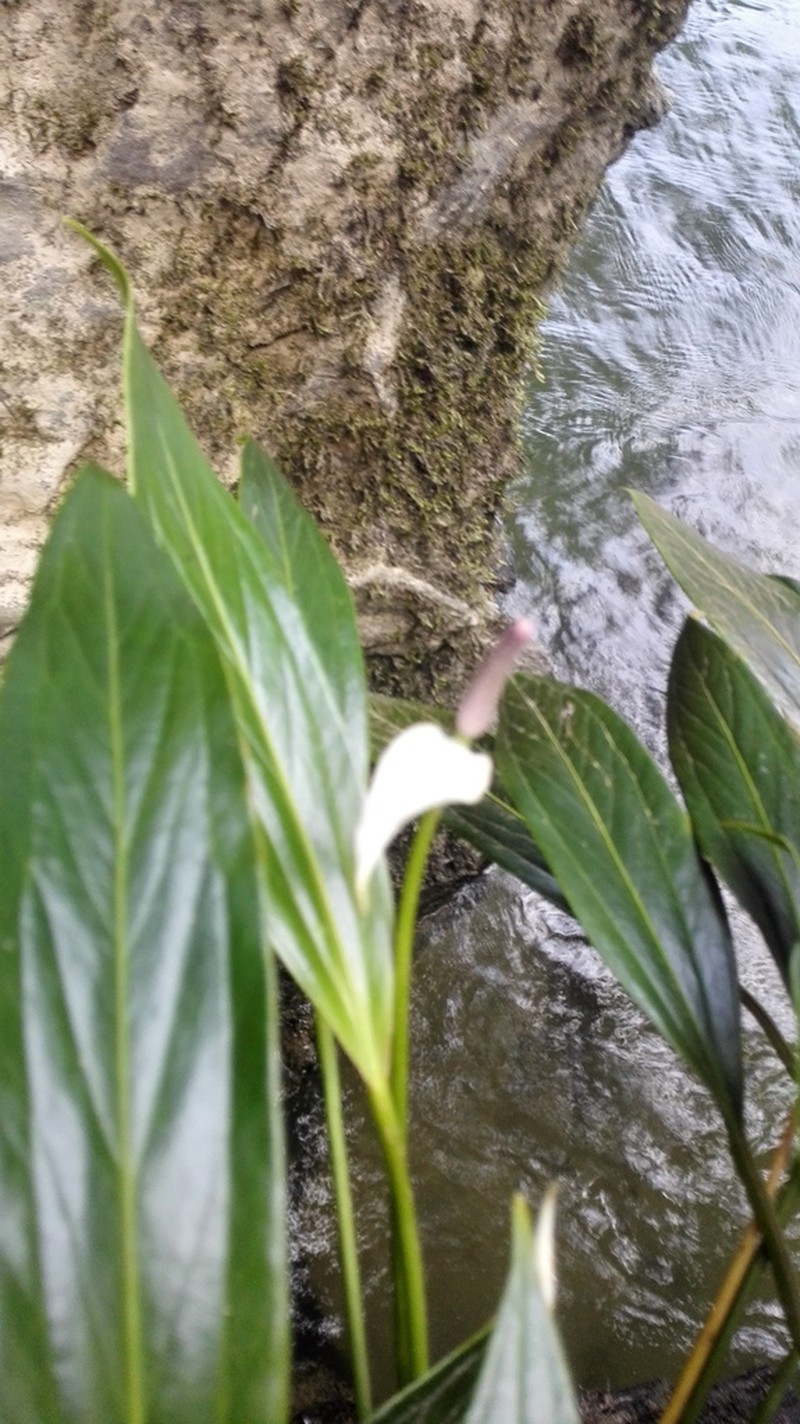 Anthurium antioquiense photo 4