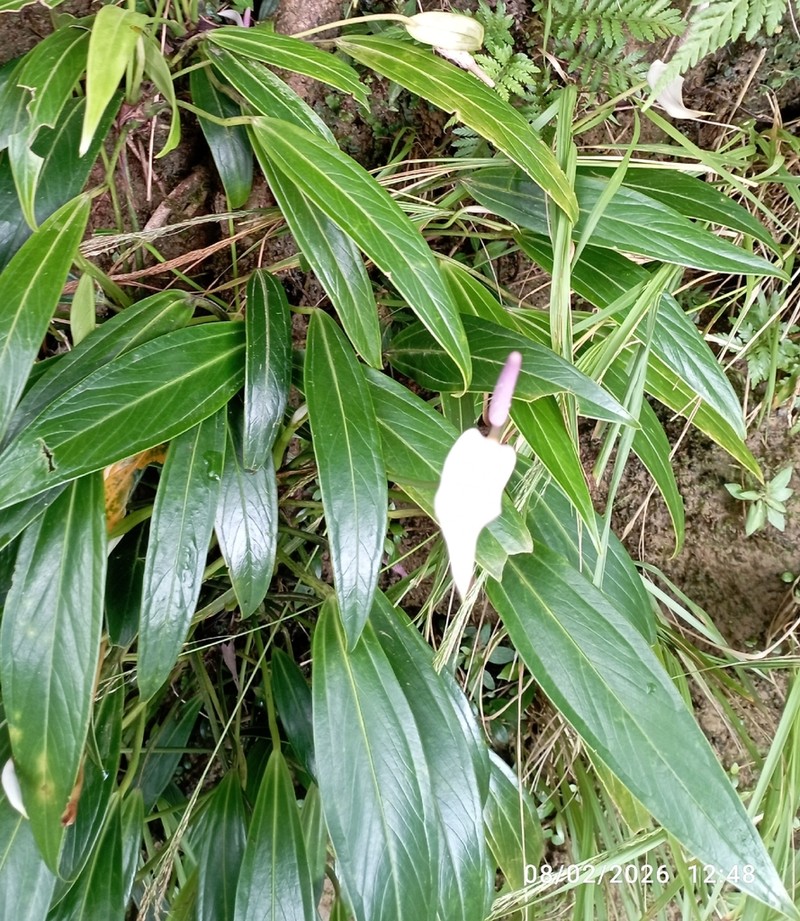 Anthurium antioquiense photo 5