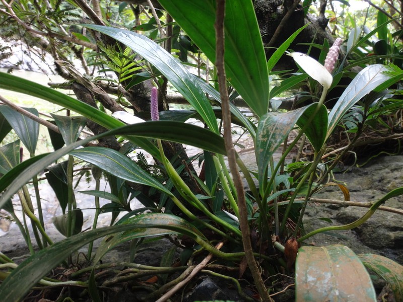 Anthurium antioquiense photo 6