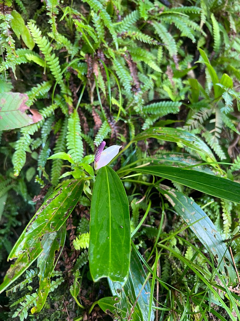 Anthurium antioquiense photo 7