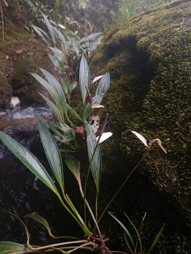 Anthurium antioquiense photo 8