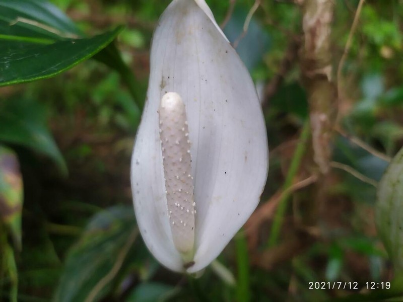 Anthurium antrophyoides