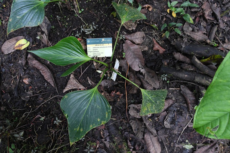 Anthurium antrophyoides photo 3