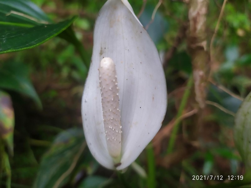 Anthurium antrophyoides photo 4