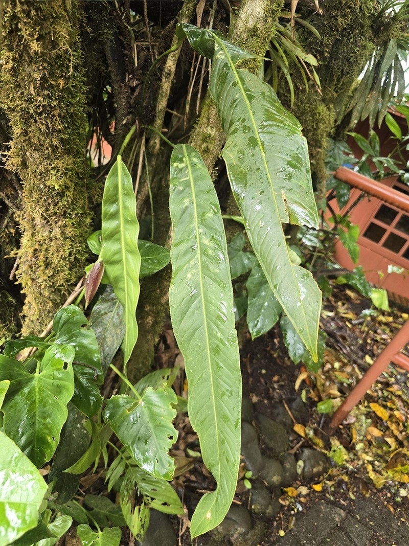 Anthurium arcuatum