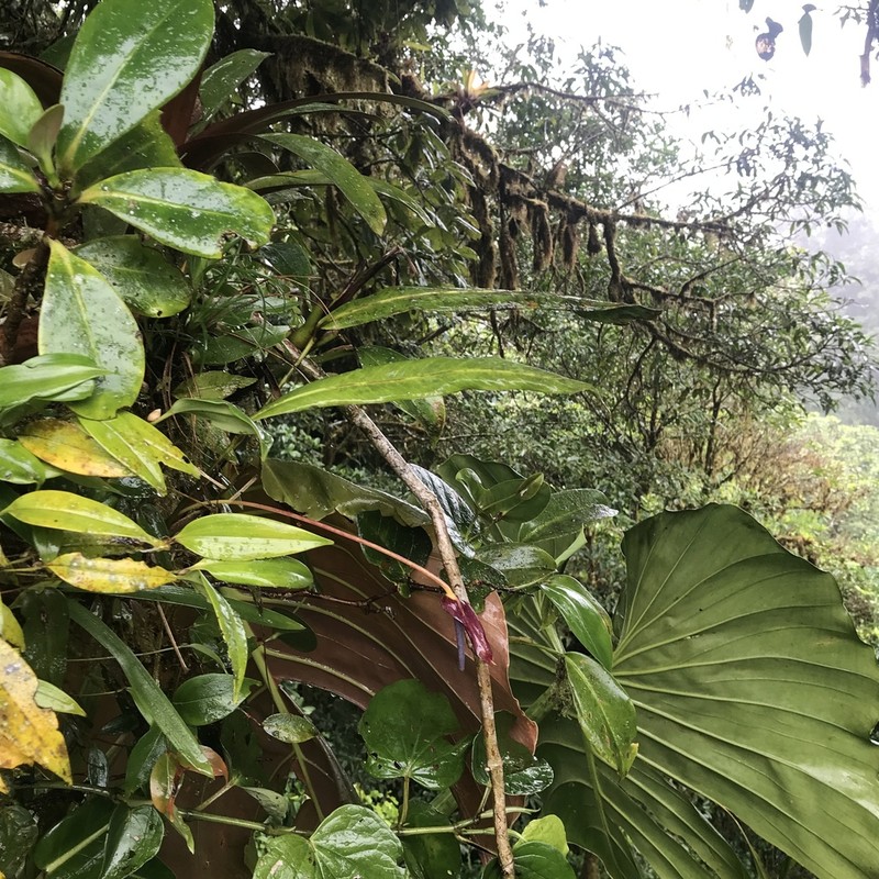 Anthurium arcuatum photo 2