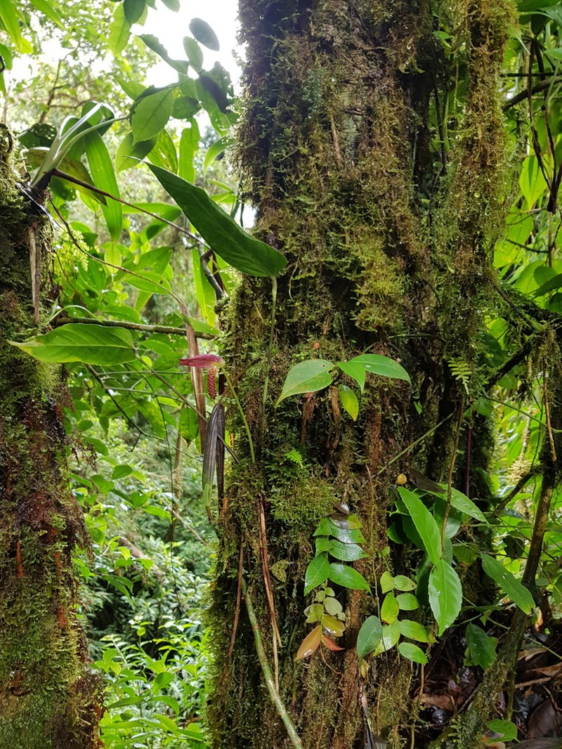 Anthurium arcuatum photo 3