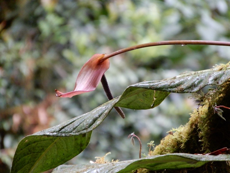 Anthurium arcuatum photo 6