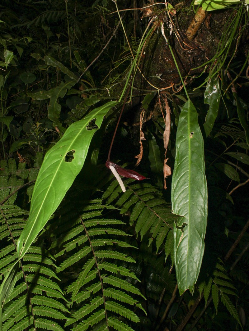 Anthurium arcuatum photo 7
