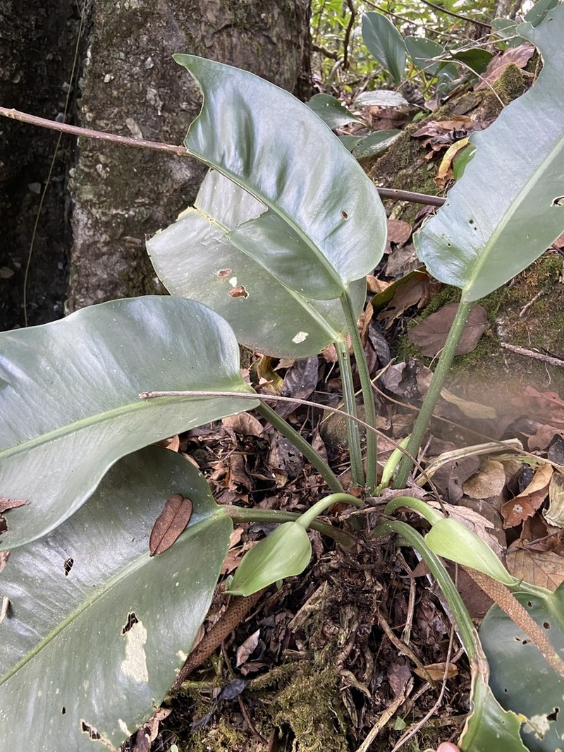 Anthurium argyrophyllum