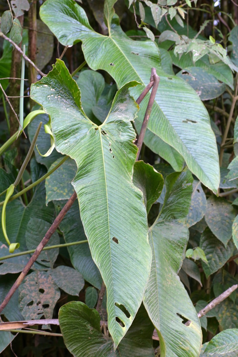 Anthurium argyrostachyum