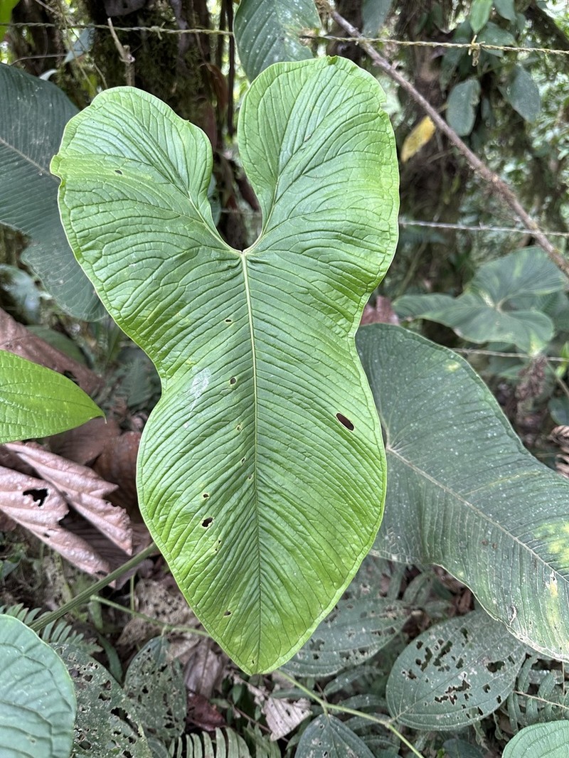Anthurium argyrostachyum photo 2