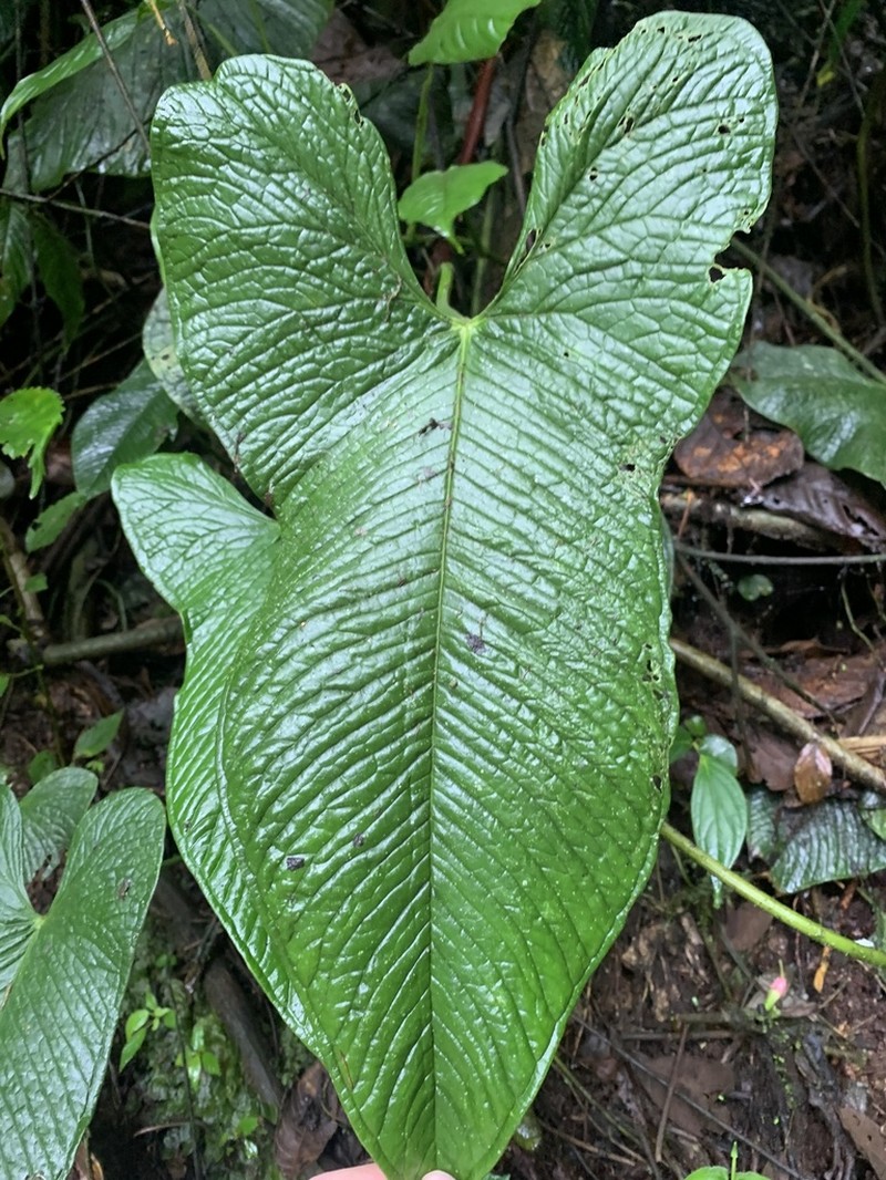 Anthurium argyrostachyum photo 3
