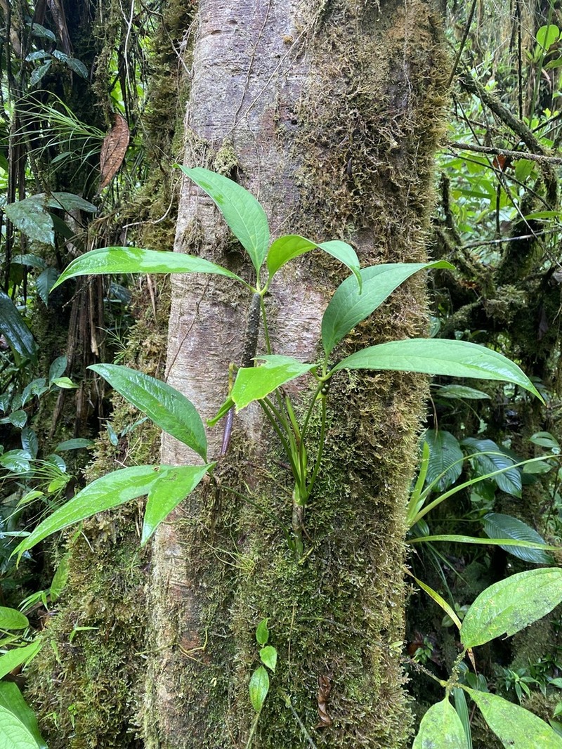Anthurium arisaemoides