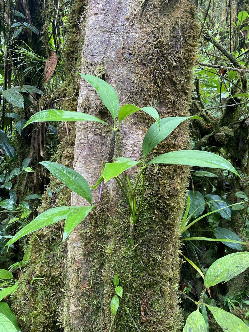 Anthurium arisaemoides photo 2