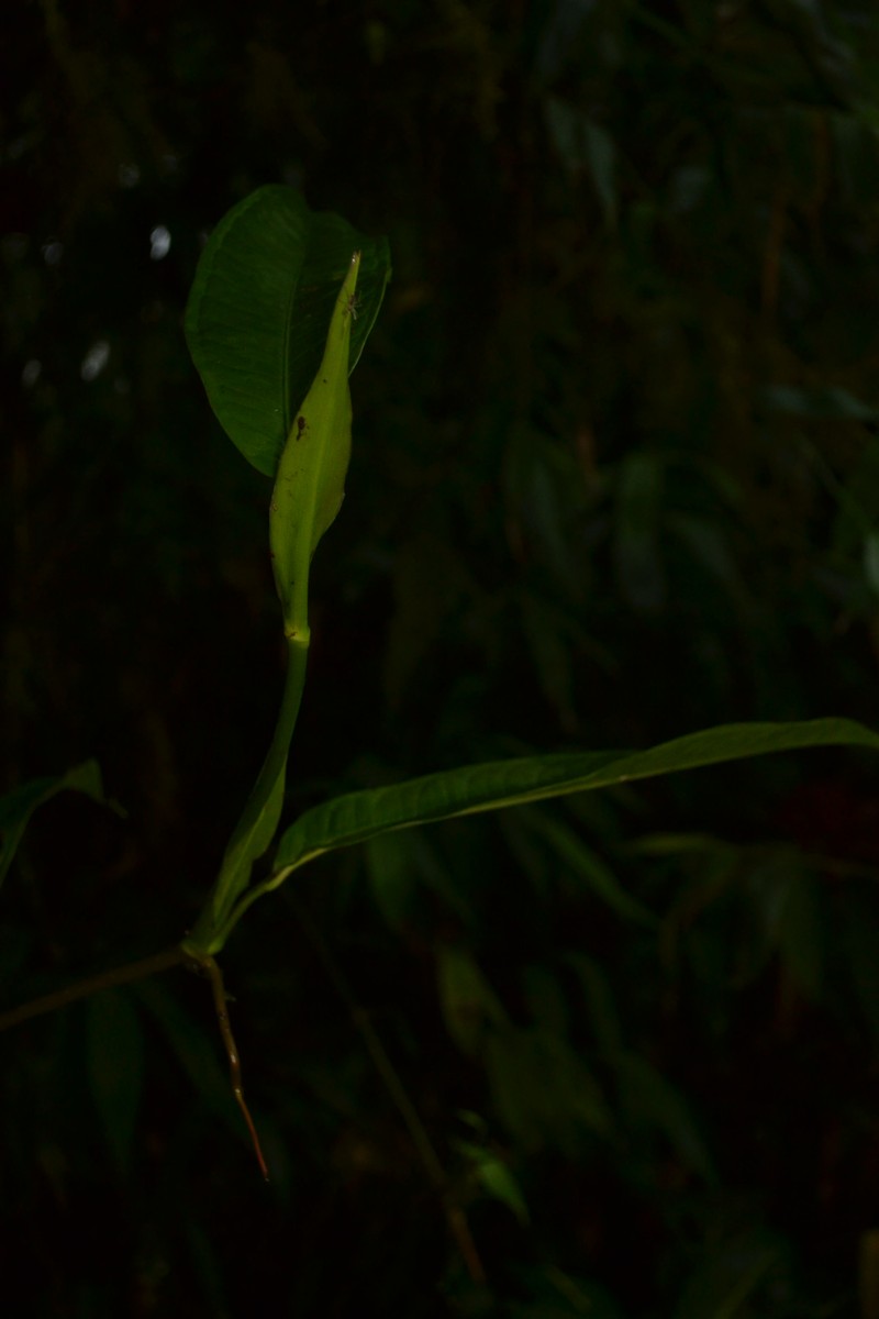 Anthurium aristatum