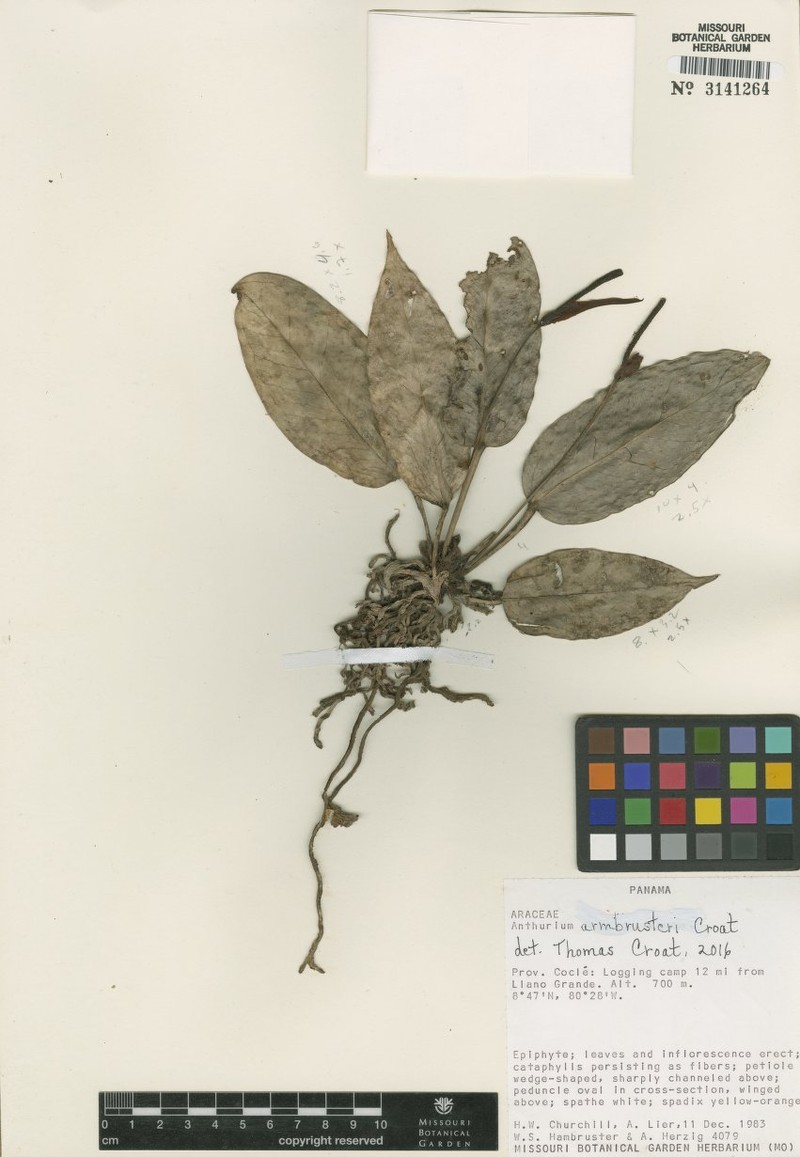 Anthurium armbrusteri