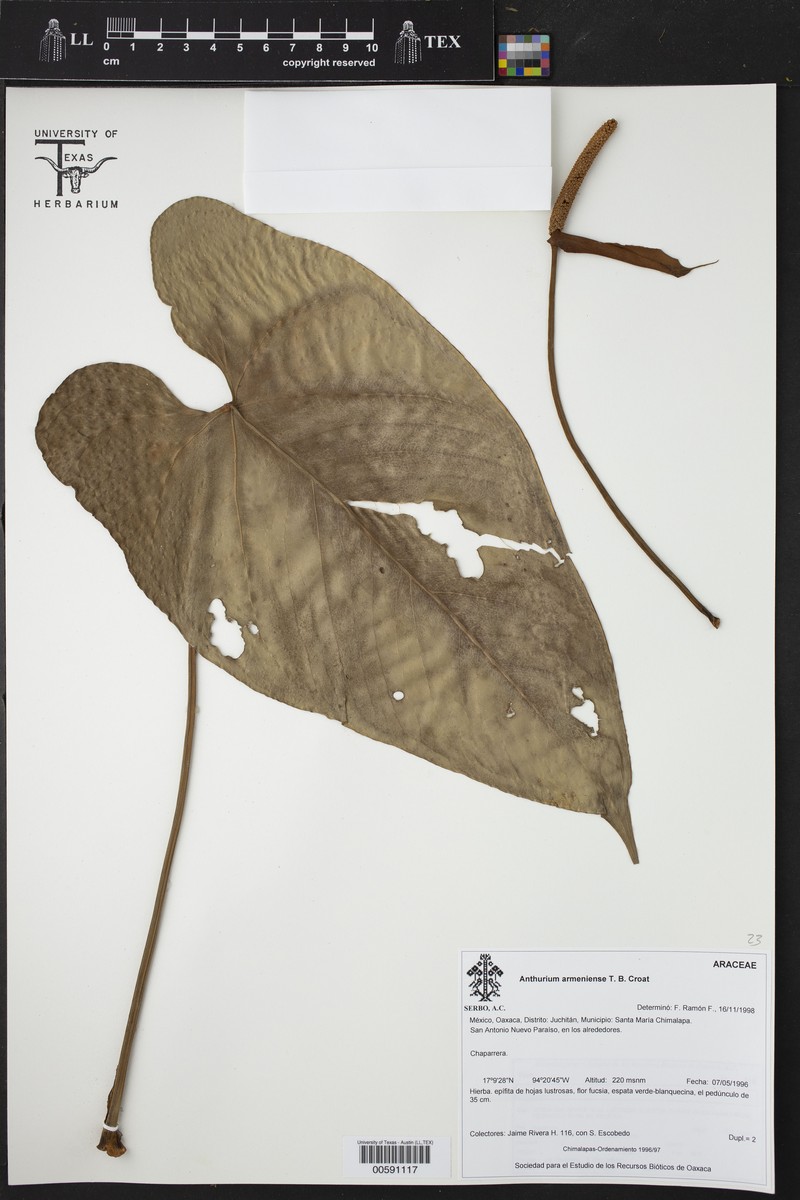 Anthurium armeniense