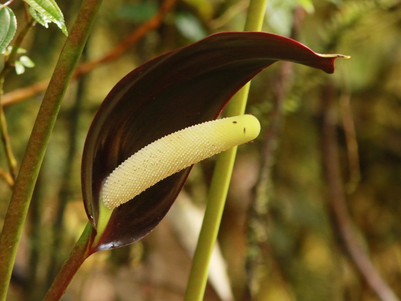 Anthurium atramentarium