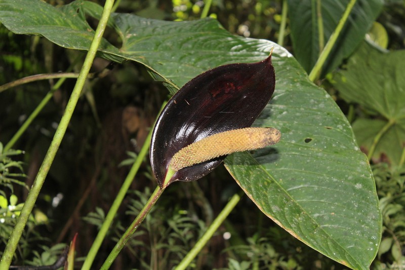 Anthurium atramentarium photo 2