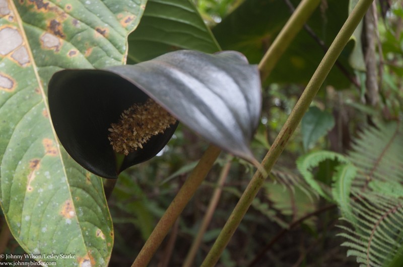 Anthurium atramentarium photo 3
