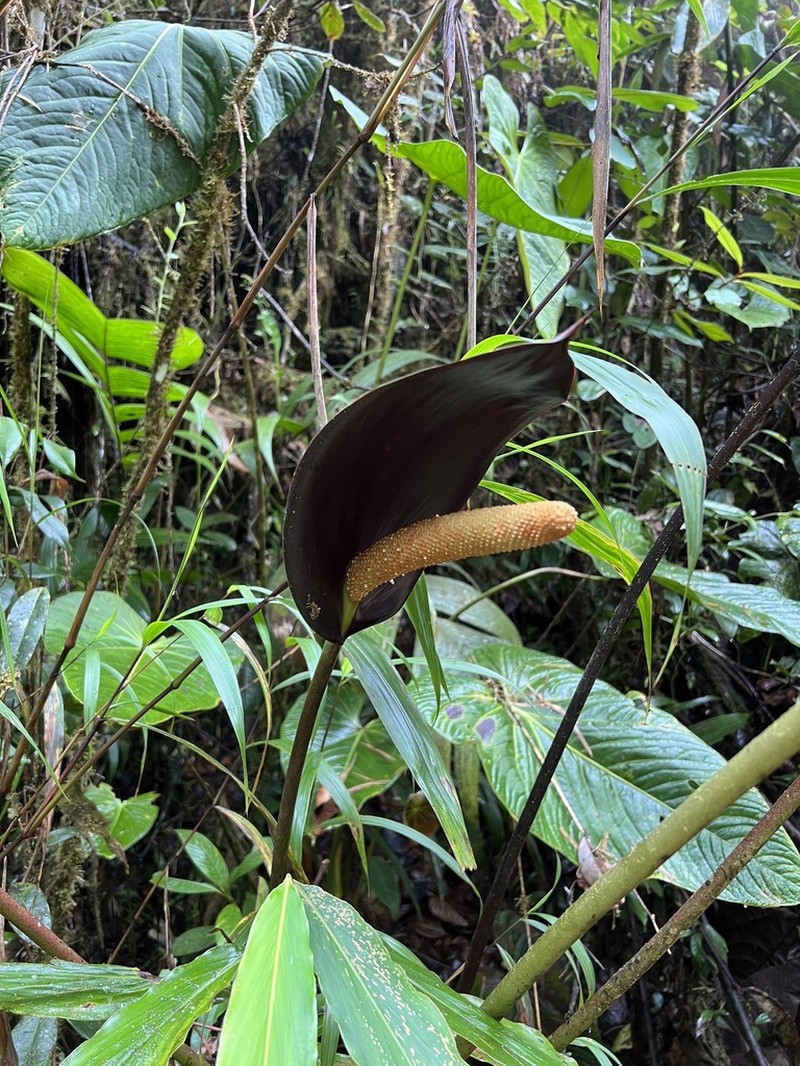 Anthurium atramentarium photo 4