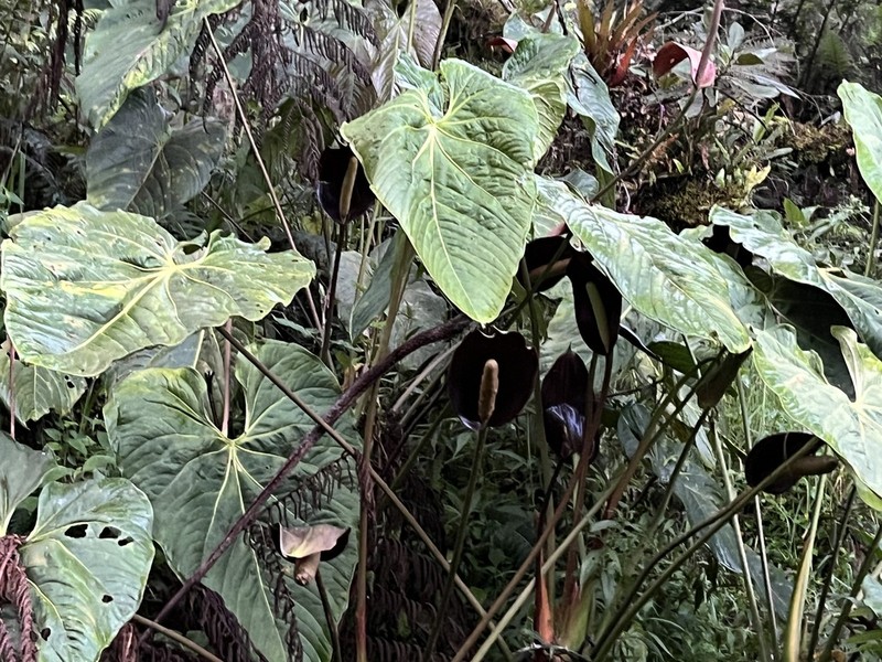 Anthurium atramentarium photo 5