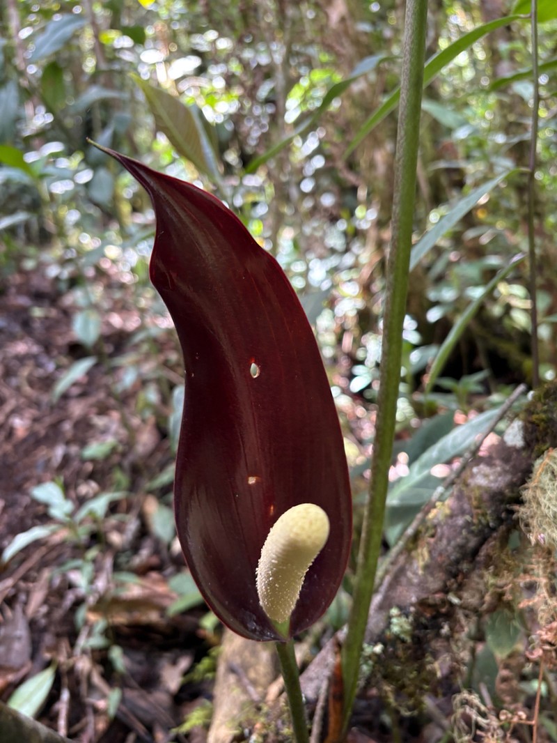 Anthurium atramentarium photo 6